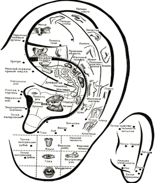 Проекции систем и органов на ушную раковиу