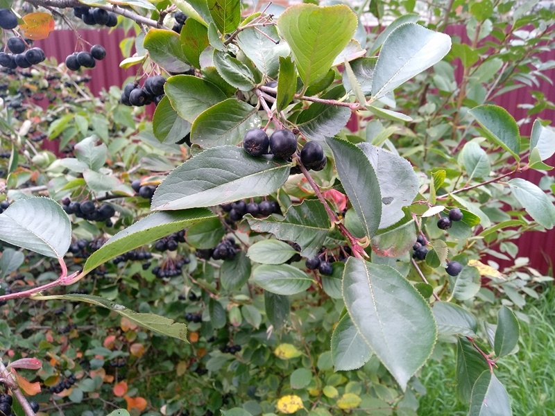 Тот  самый куст черноплодной рябины. Ягод стало заметно меньше