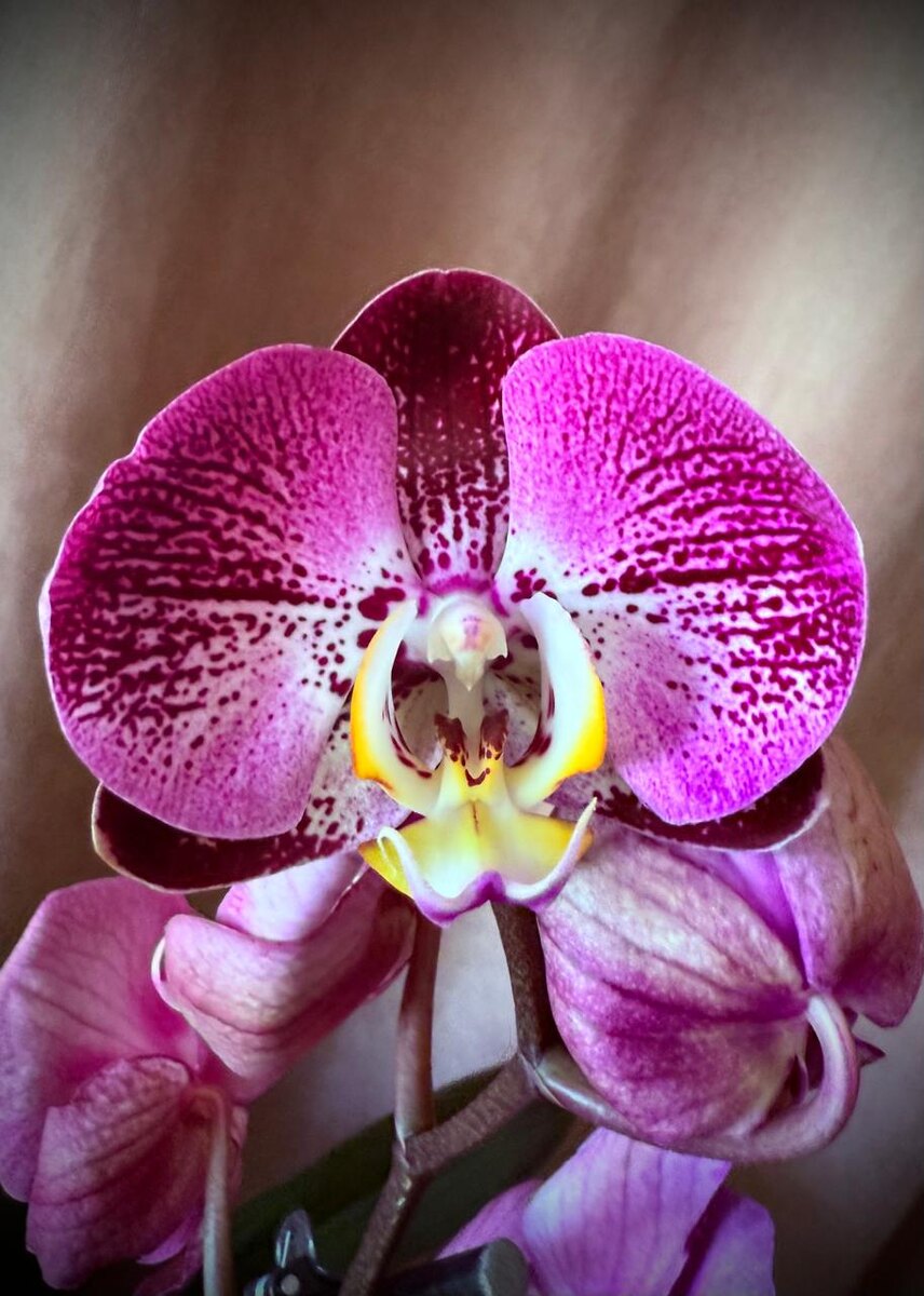 Цветы фаленопсиса Сплэш Гордон