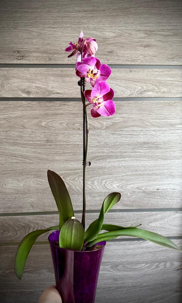 Орхидея фаленопсис бабочка Splash Gordon