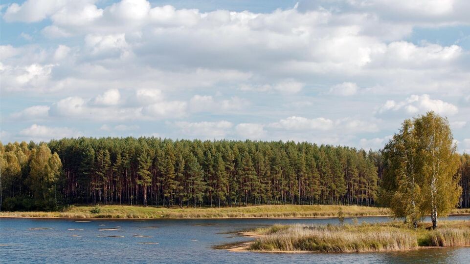   Саровский лес. Serguei Fomine / www.globallookpress.com