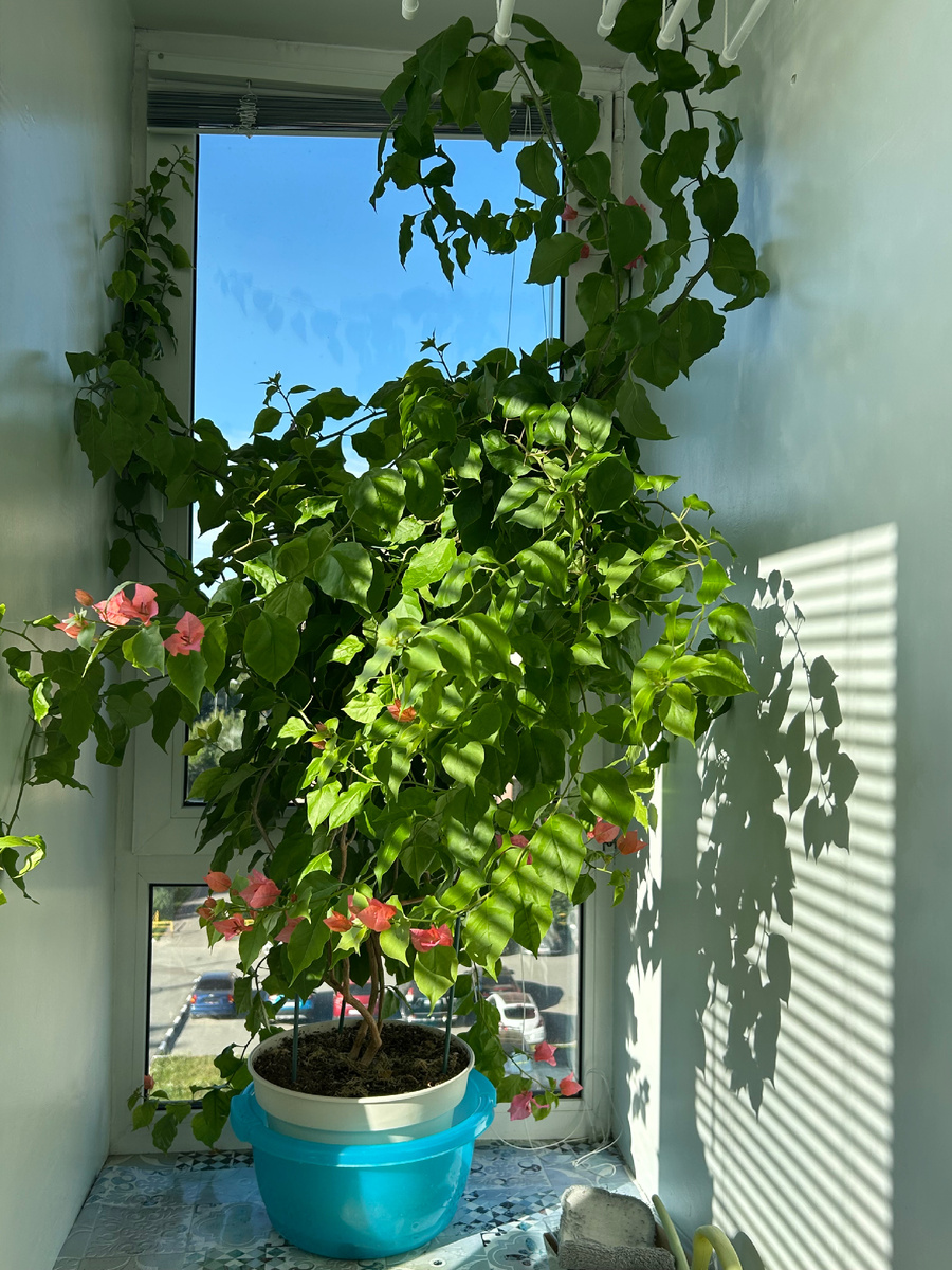 Бугенвиллия наращивает побеги. Фото Мой второй сад