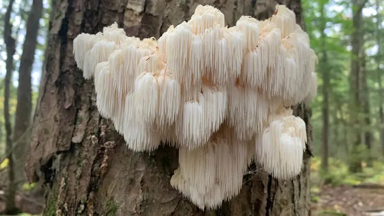 Ежовник гребенчатый: древний дар природы, который омолаживает, лечит и защищает. Почему этот суперфуд должен быть у вас дома