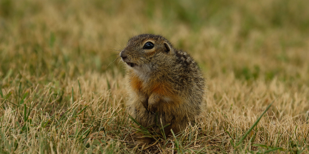 Воронежские крапчатые суслики