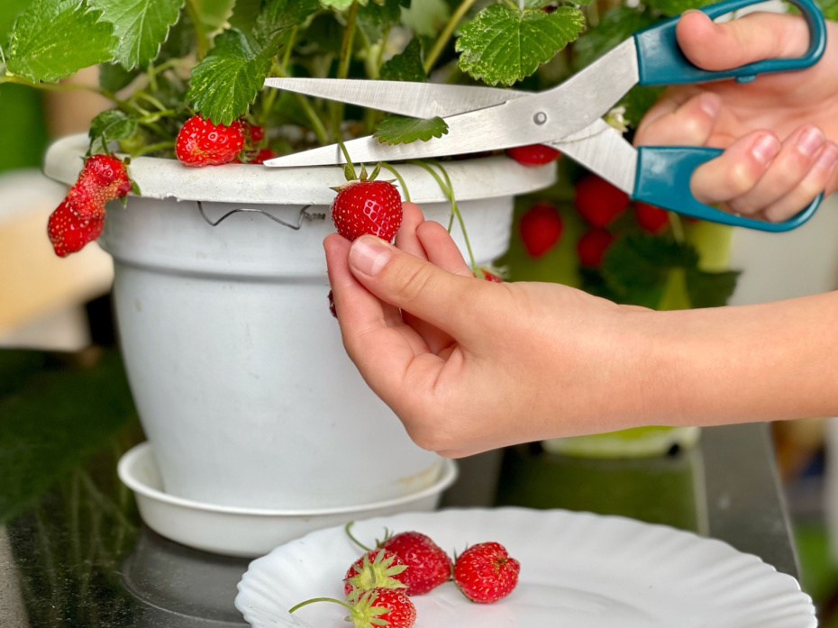    Shutterstock/FOTODOM