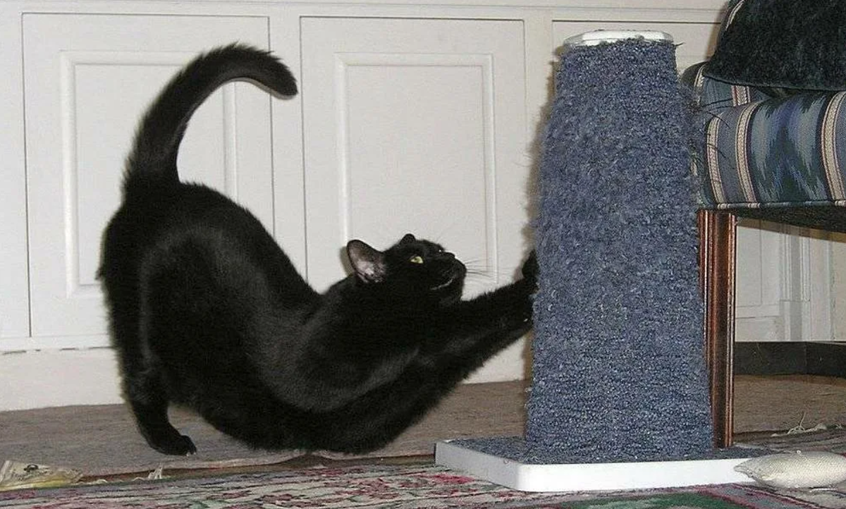 Фото из Интернета.