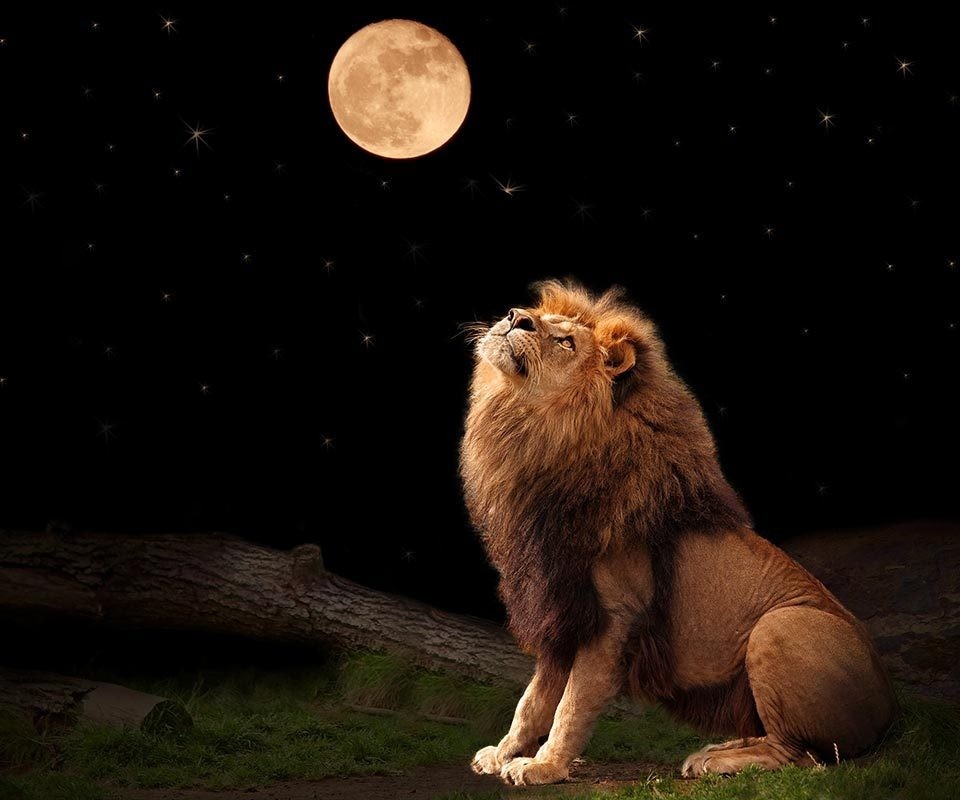 яндекс-картинки