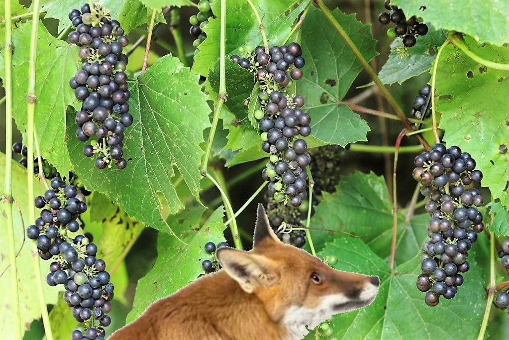 Какая-то странная лиса на ветке. На меня не похожа