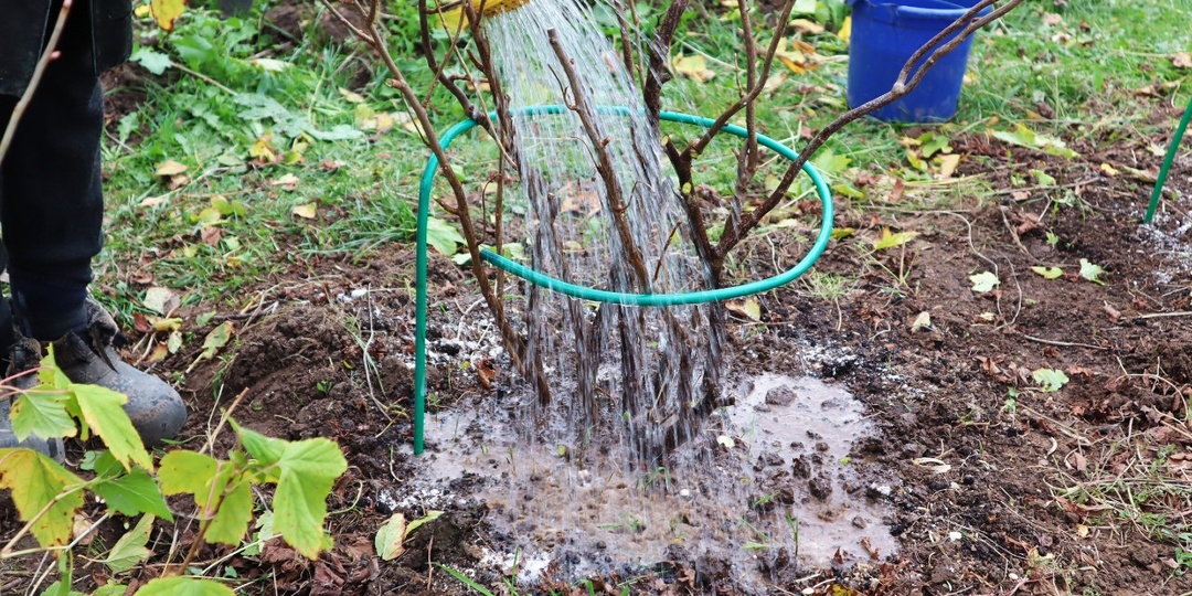 Подкормите так кусты смородины и крыжовника в сентябре октябре для колоссального урожая в следующем году!