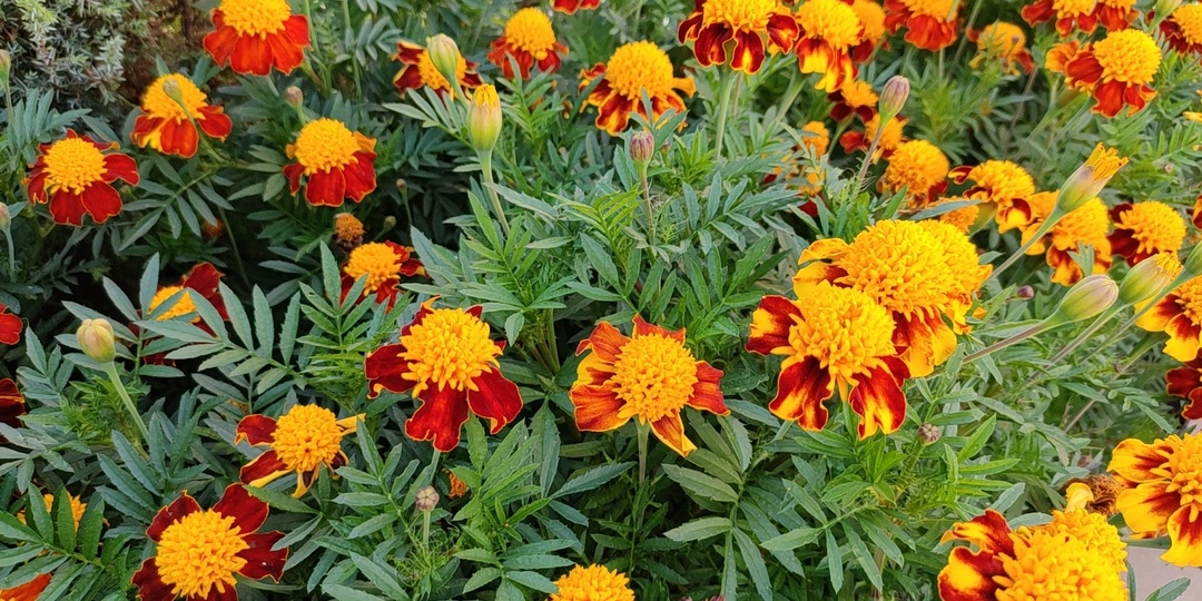 Бархатцы - зачем выбрасывать, если они ещё могут спасти сад