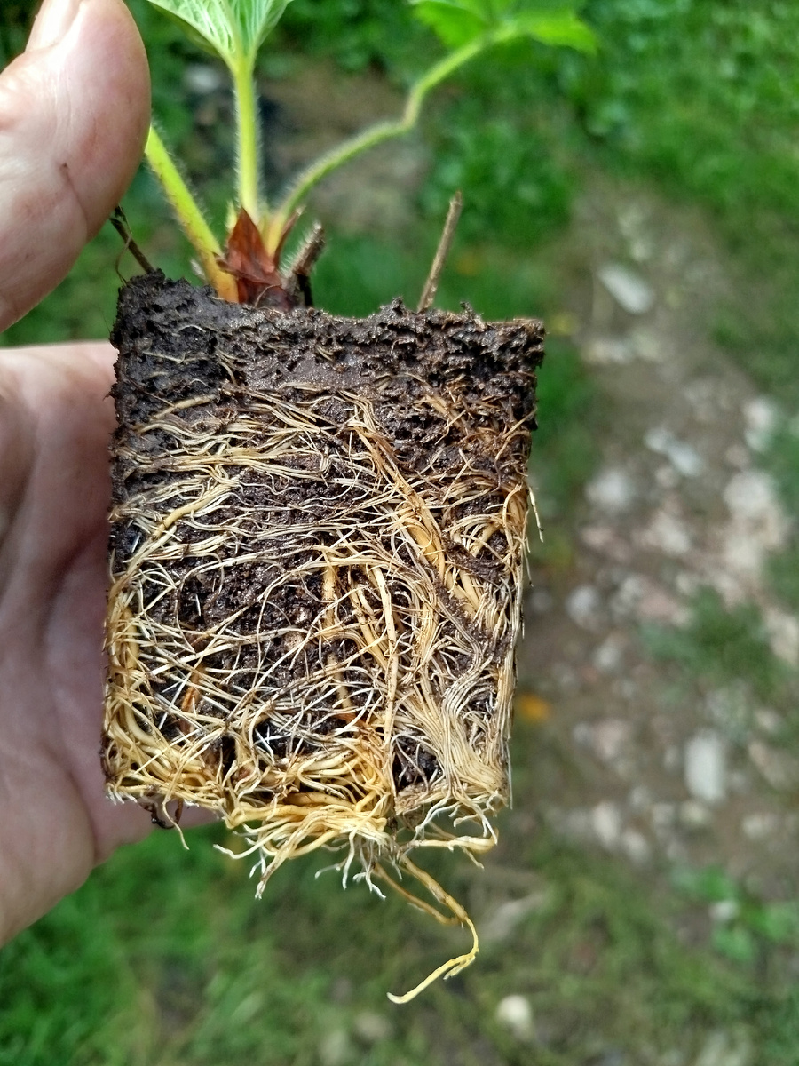 Оплетение достойное.