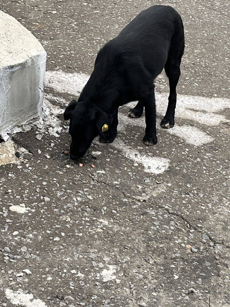 Фото вообще не в тему. Эту собачку сегодня увидела у подрядчиков. Пока ждала заказ, покормила. У меня в рюкзаке всегда есть вкусняшки. Приехала на базу к концу рабочего дня. Там как раз работники выходили. Прямо по ушам резануло, когда одна дама сказала, а что это за кривоногая собака прибилась к нам. Фу такими быть. Собака не кривоногая, это вообще щенок маленький. 