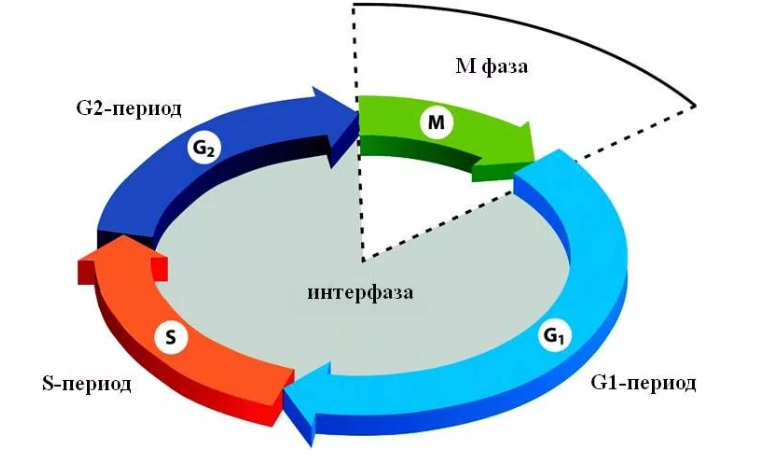 Рис. 1. Жизненный цикл клетки: интерфаза и М-фаза (митоз).