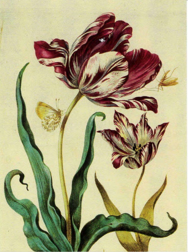 Мария Сибилла Мериан, Тюльпаны, 1677 г. Акварель 