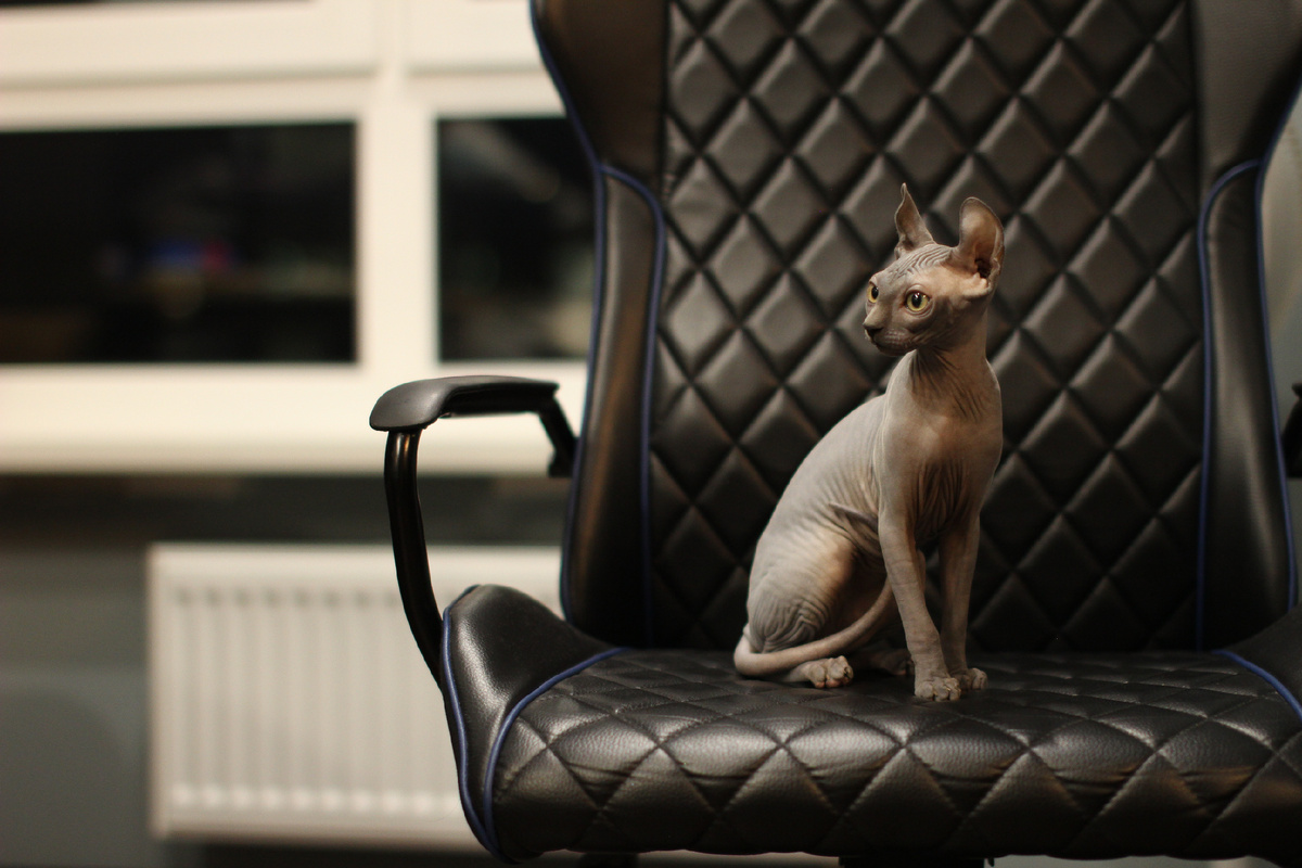 Эль внимательно прислушивается к хозяину :)