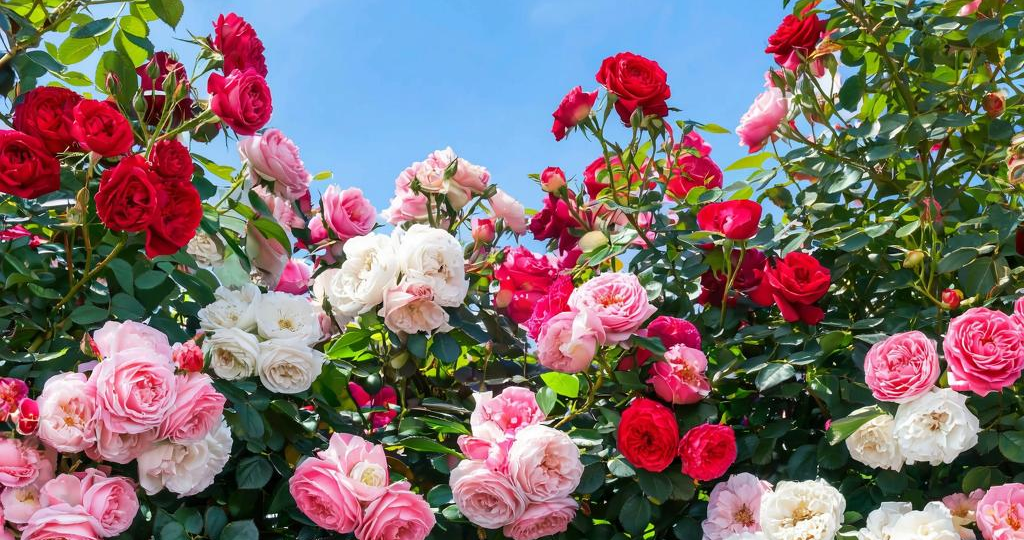 Осенняя посадка роз: как выбрать саженцы и заложить основу роскошного цветника!