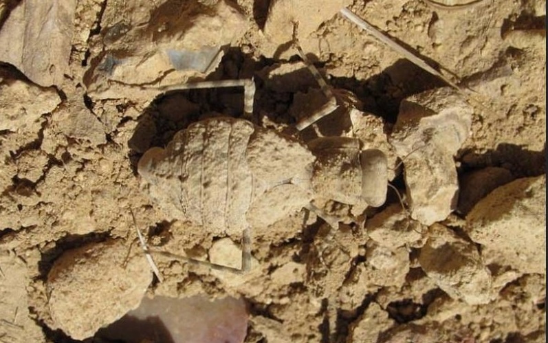 богомол в родной среде обитания