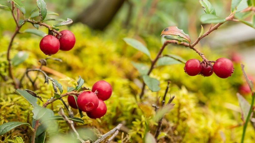   Фото: 123RF/micheleursi