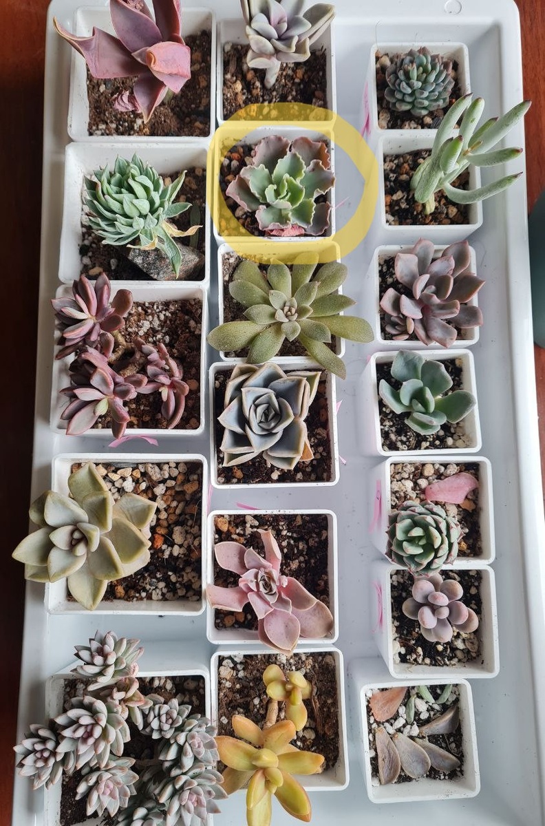 Здесь все адапташки, Blue Waves обведена желтым маркером. Видно,что она не покрывает горшочек 4 см