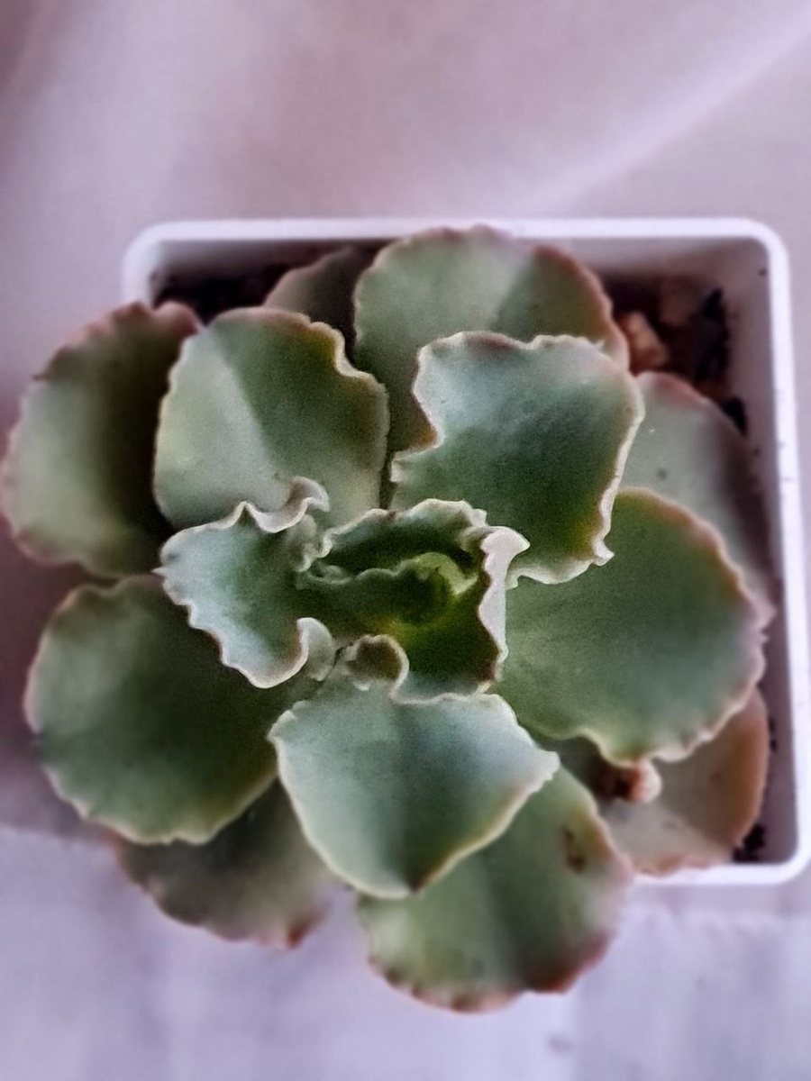 Это фото сделано 17 мая, то есть через месяц. Уже желает вылезти за пределы горшка