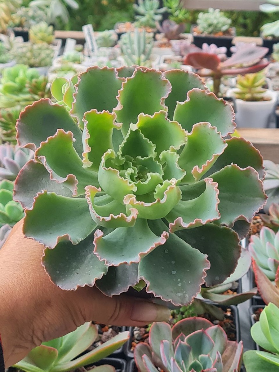 Эхеверия Blue Waves. Sunny kid | Succulent 