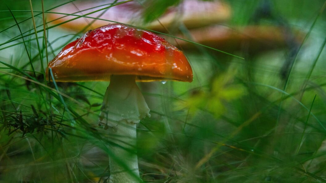    Ilya Moskovets/Globallookpress