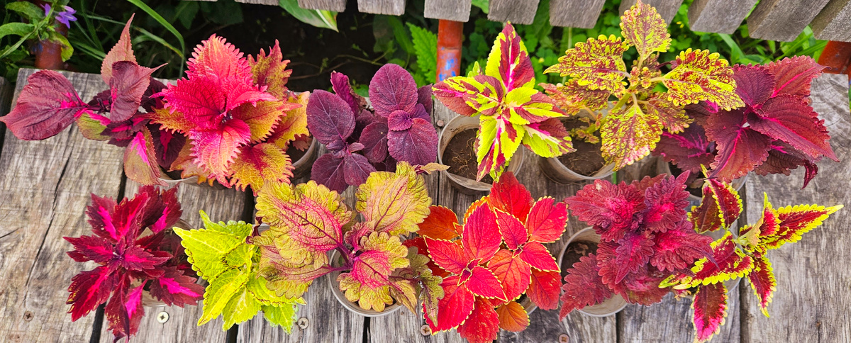 Набор колеусов.