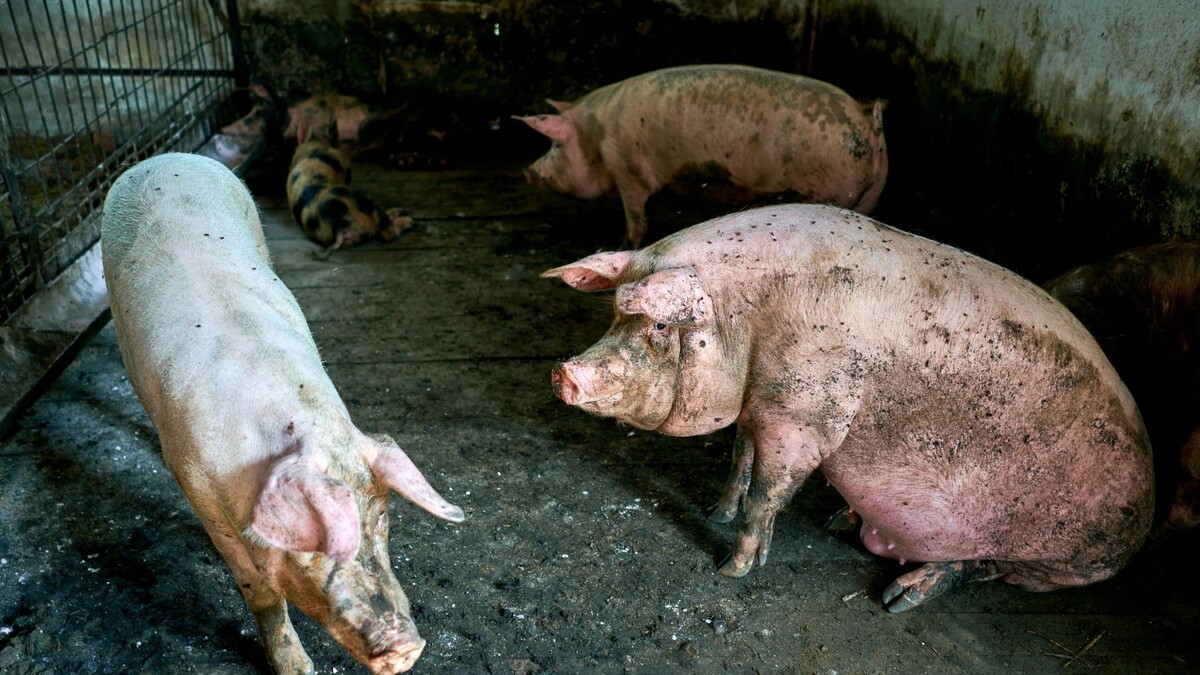    Фото: Aleksandr Lupin / Shutterstock / Fotodom