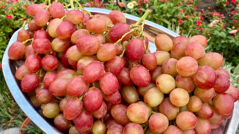 Начало сентября. Начинаем лакомиться виноградом