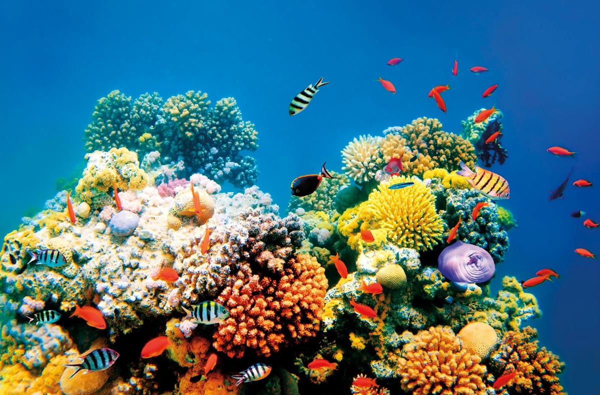 Коралловый риф
