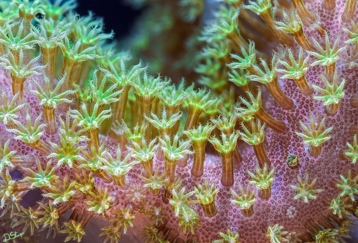 Зооксантеллы (Zooxanthellae) — симбиотические водоросли, живущие внутри кораллов и обеспечивающие их питательными веществами.