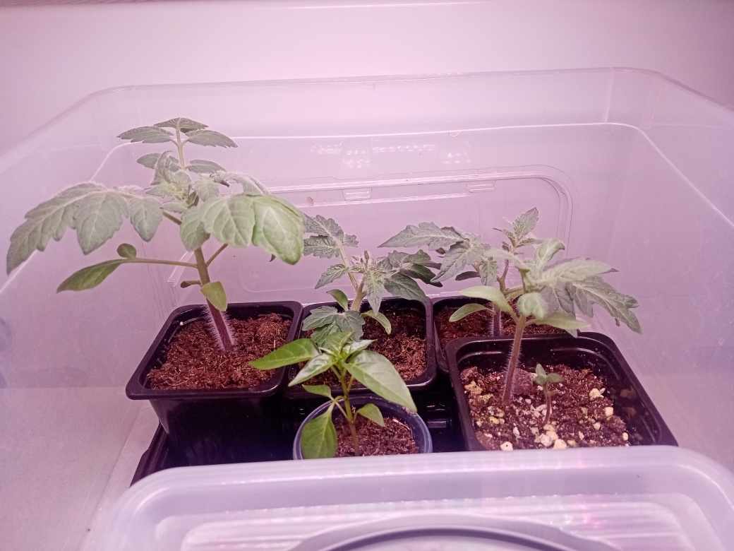 А тем временем уже 2 сентября. И световой день прилично так идёт на убыль. Вечерами досвечиваю рассаду, тем более что в Московии этот день сегодня выдался очень уж хмурым. Фото автора