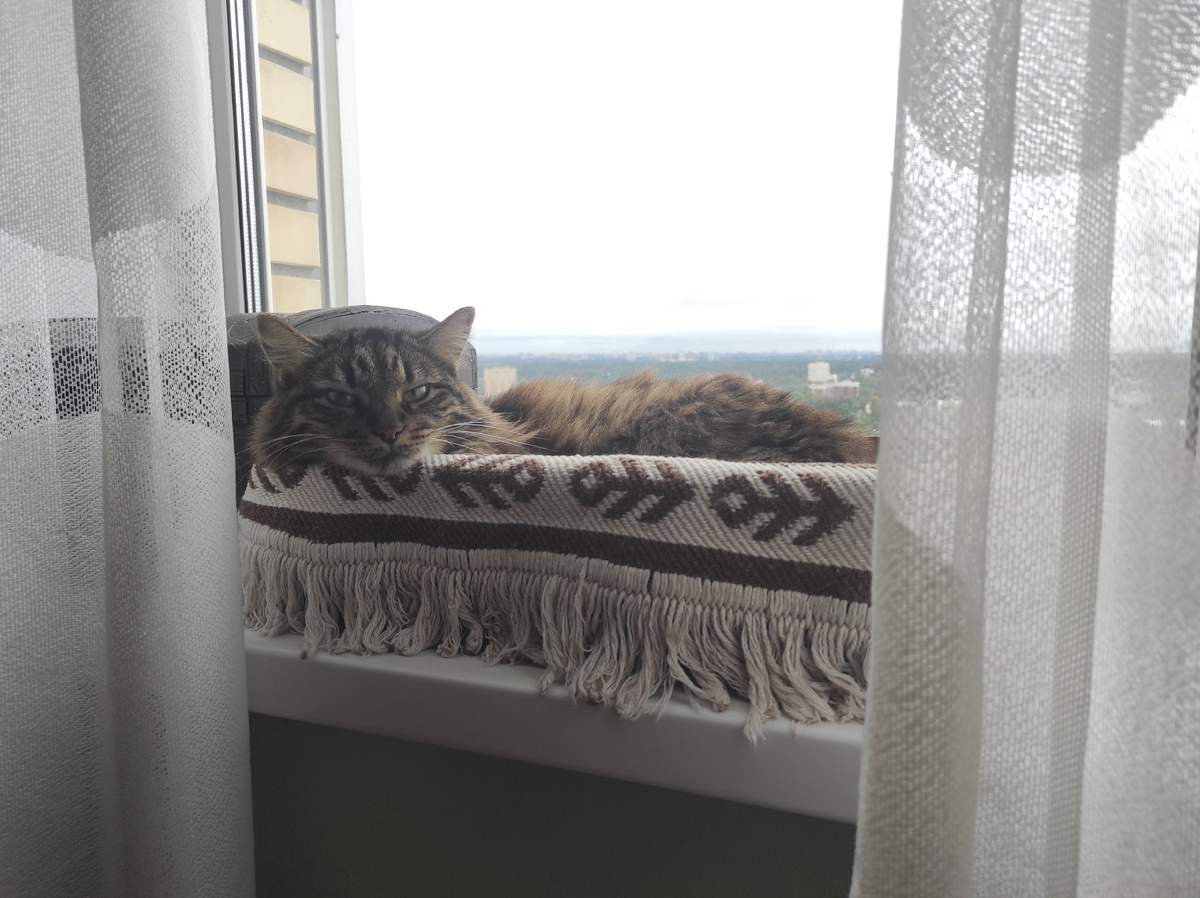 Сфоткала? Теперь вставай и подай завтрак Звезде