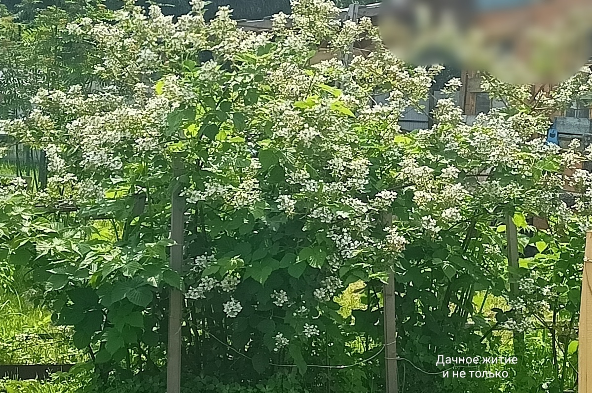 Обильное цветение ежевики 7 июня 2025 год (домик соседей попыталась замазать)