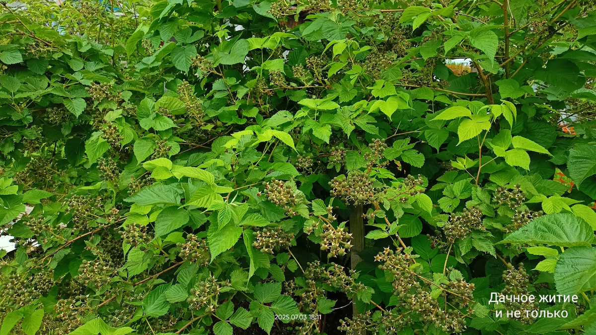 Усыпана ягодами. Начало июля