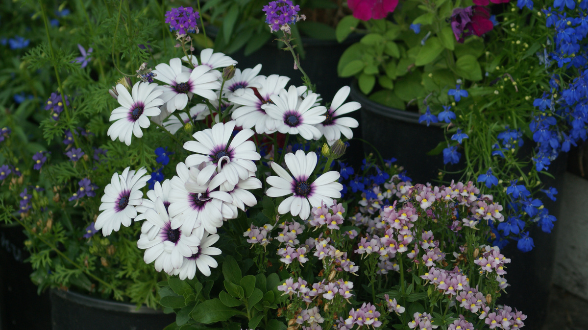 Остеоспермум и немезия из профессиональных семян