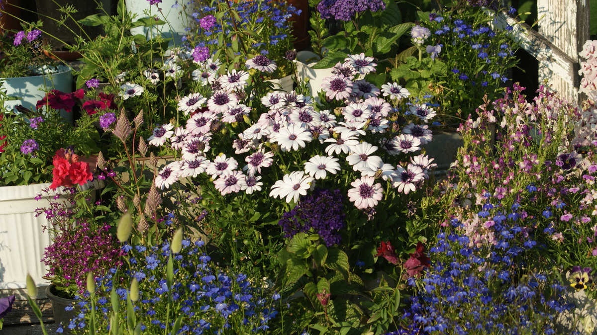 Вегетативный остик (слева) и остик из профсемян