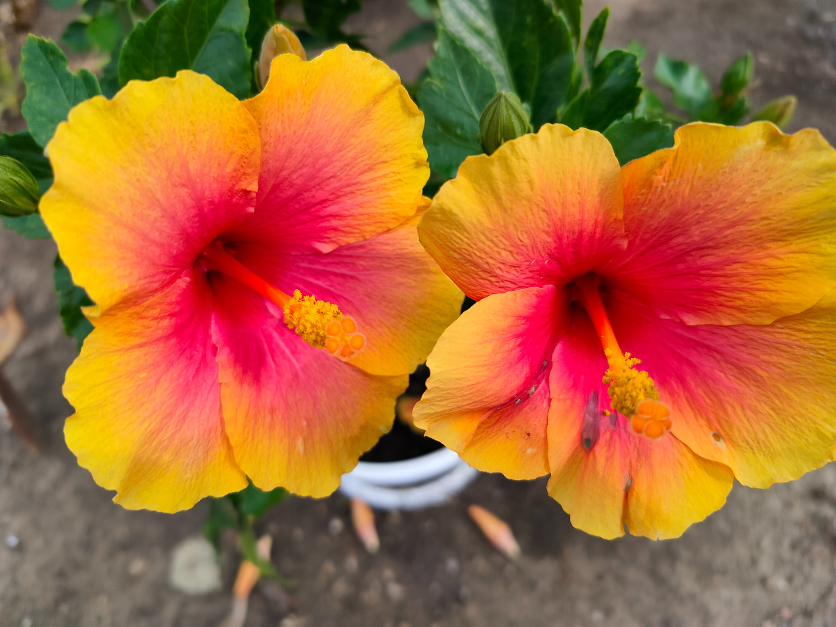 Так цветут комнатные Гибискусы на улице , ещё множество бутонов.