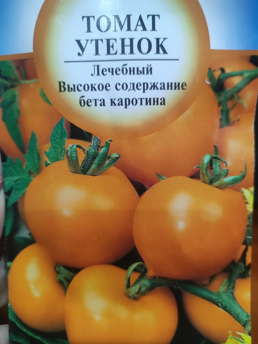 Фото автора, пакет семян томата сорта Утенок, сентябрь 2025 года