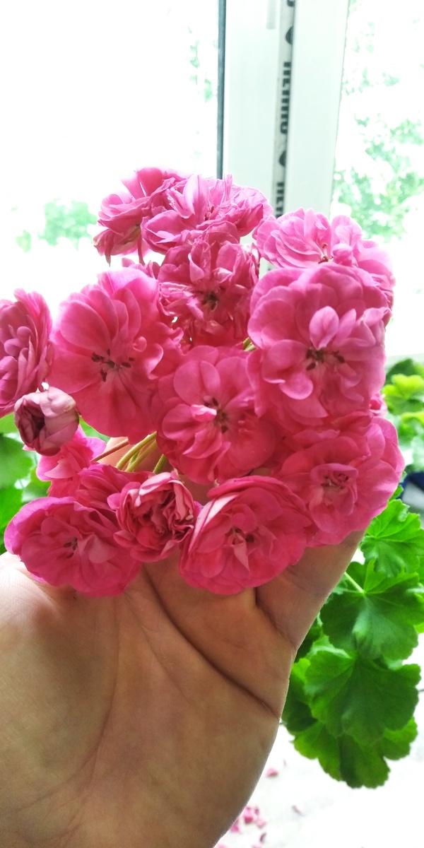 Соцветия крупные и плотные.