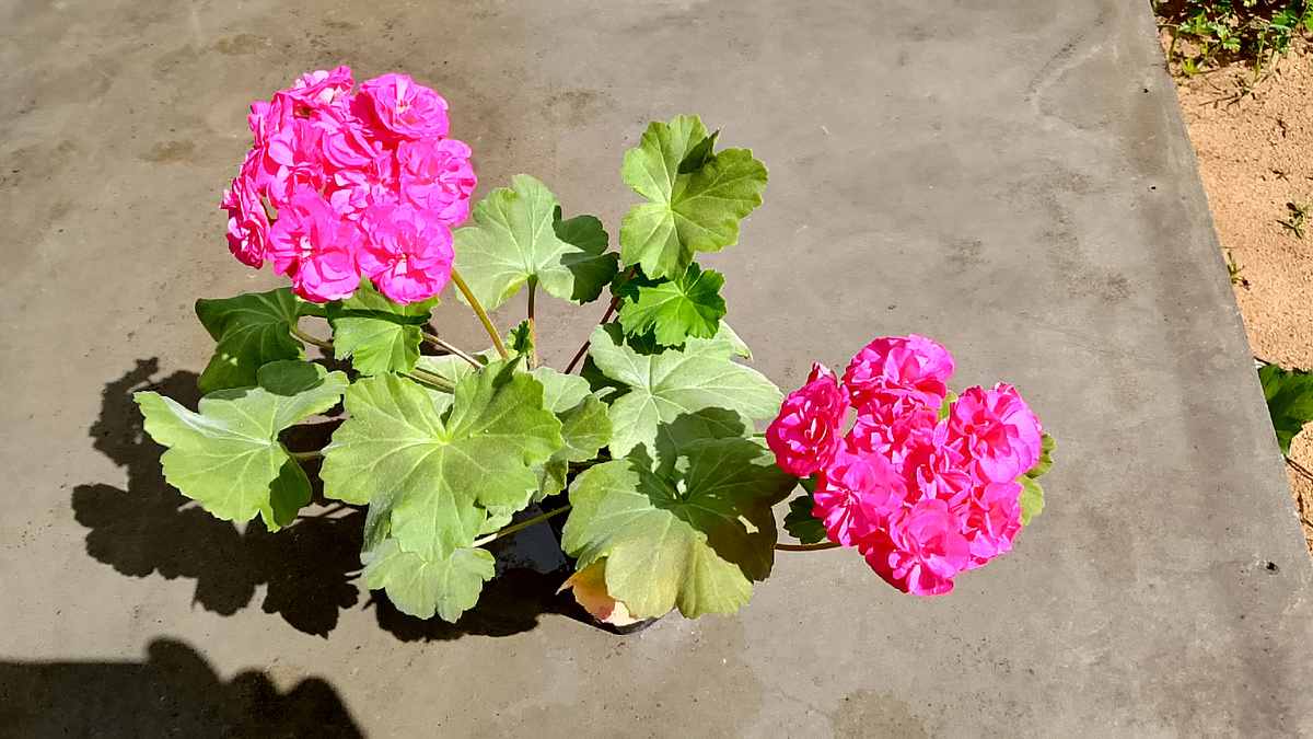 Молодое растение в горшке 0,5 литра. Даже в таком объеме выдает такие прекрасные шапки.