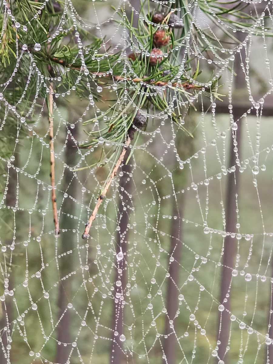 Капельки нанизаны как прозрачный бисер
