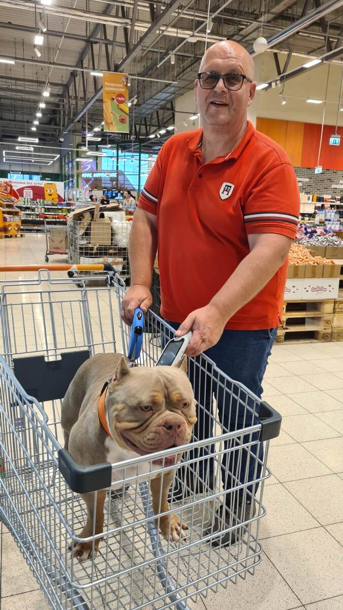 Американский булли Лейла с владельцем, фото – собственность автора канала 