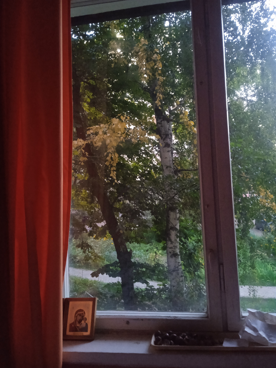 Берёзка у меня под окном начала желтеть