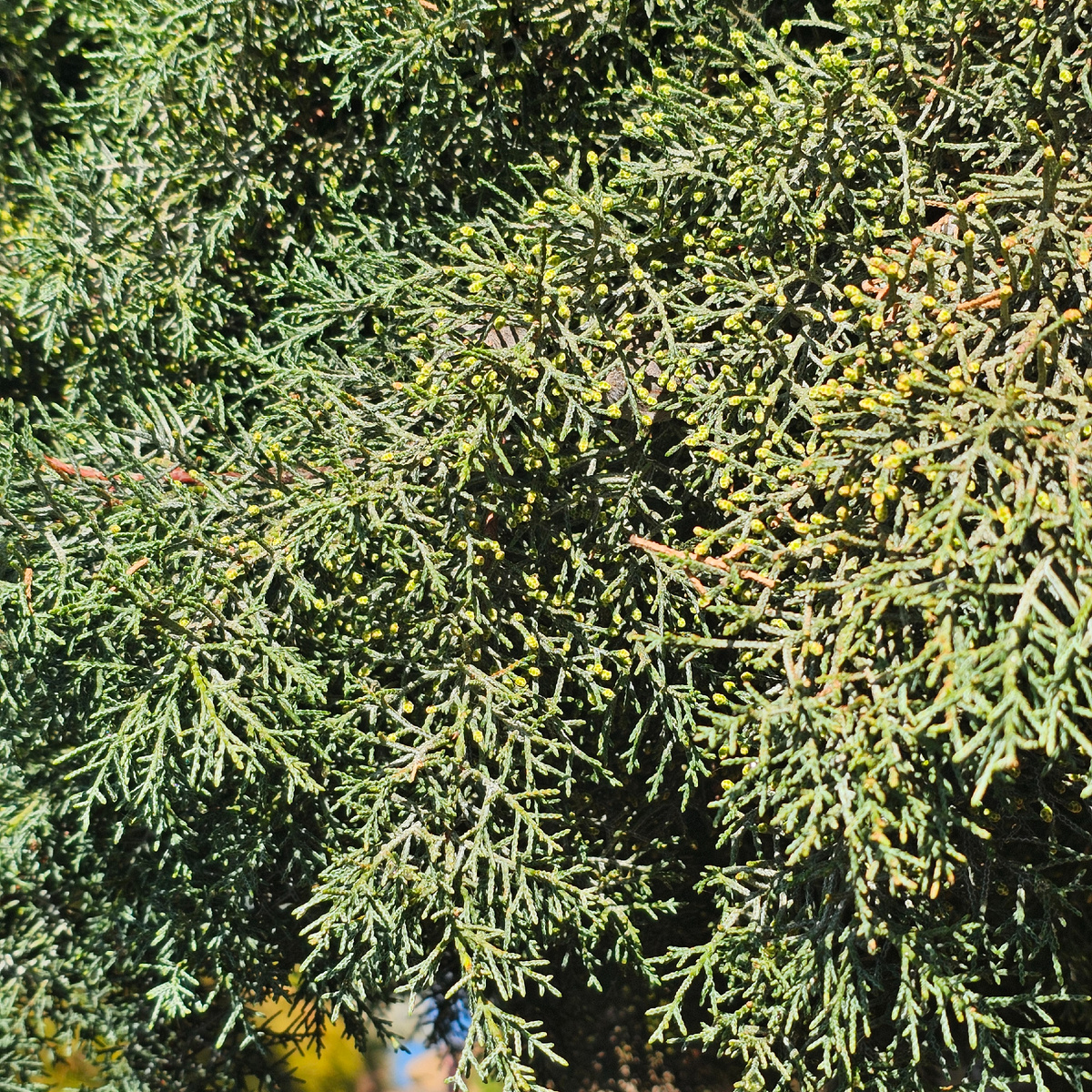  Чувствуете аромат омытого ливнем можжевельника?