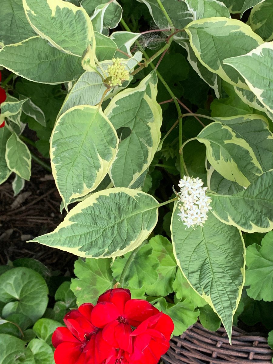 Цветёт дерен