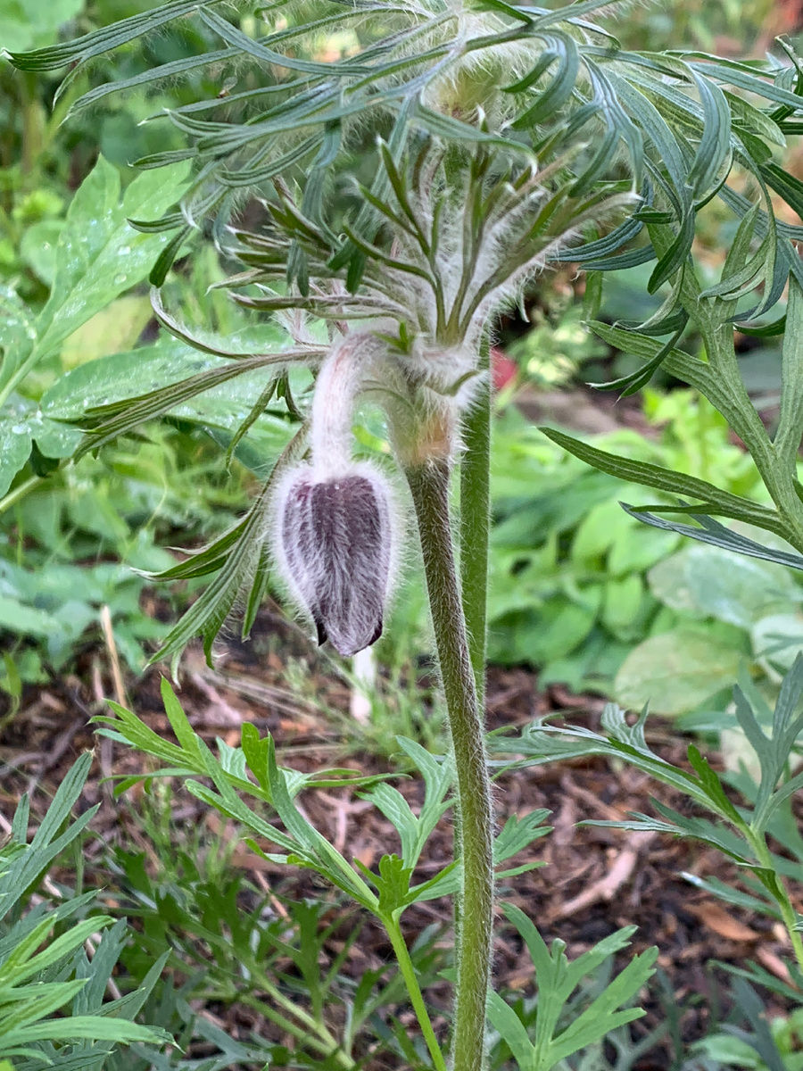 Прострел чернеющий