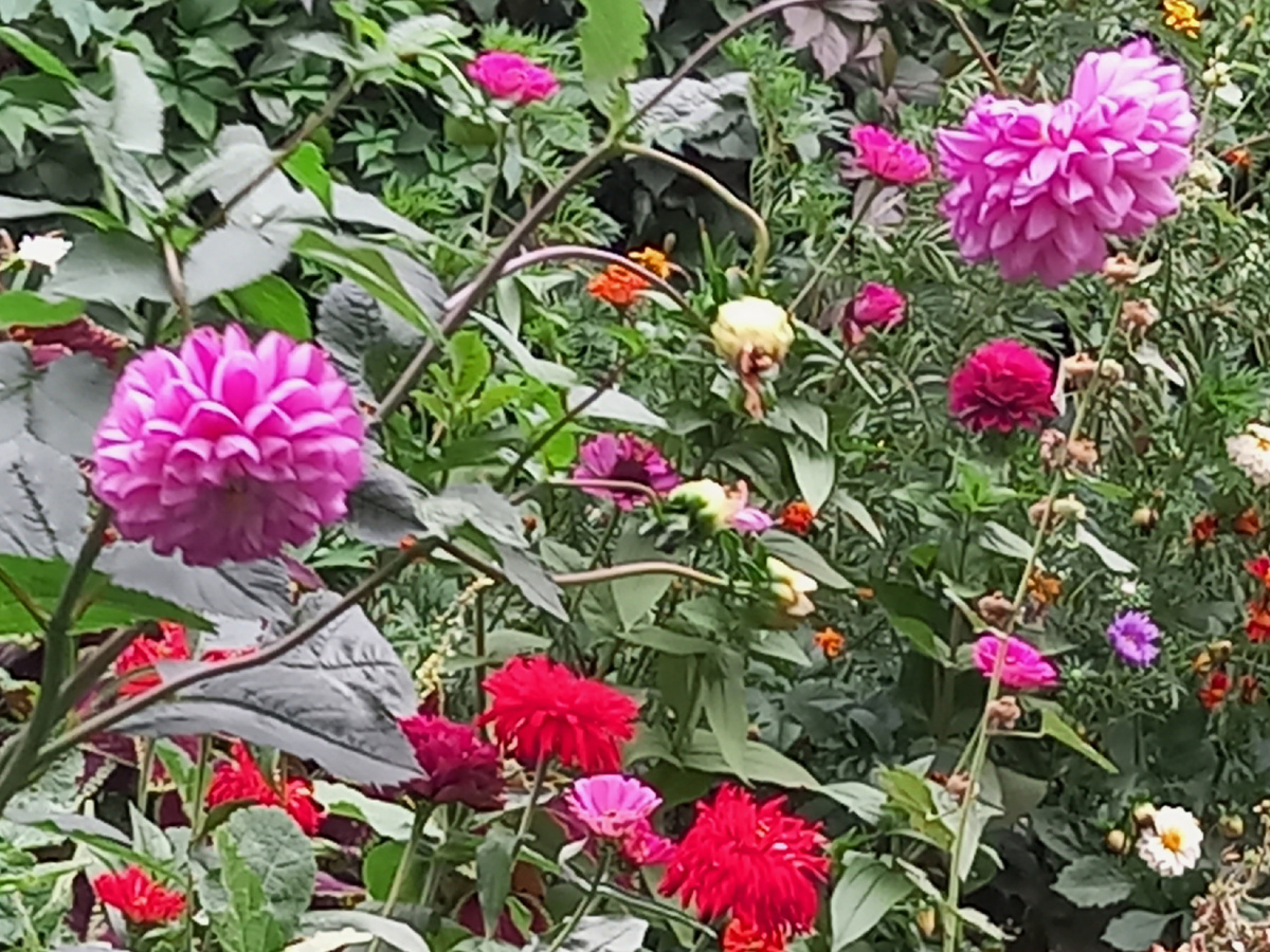 Георгины - символ наступившей осени. Фото автора 02.09.2025.