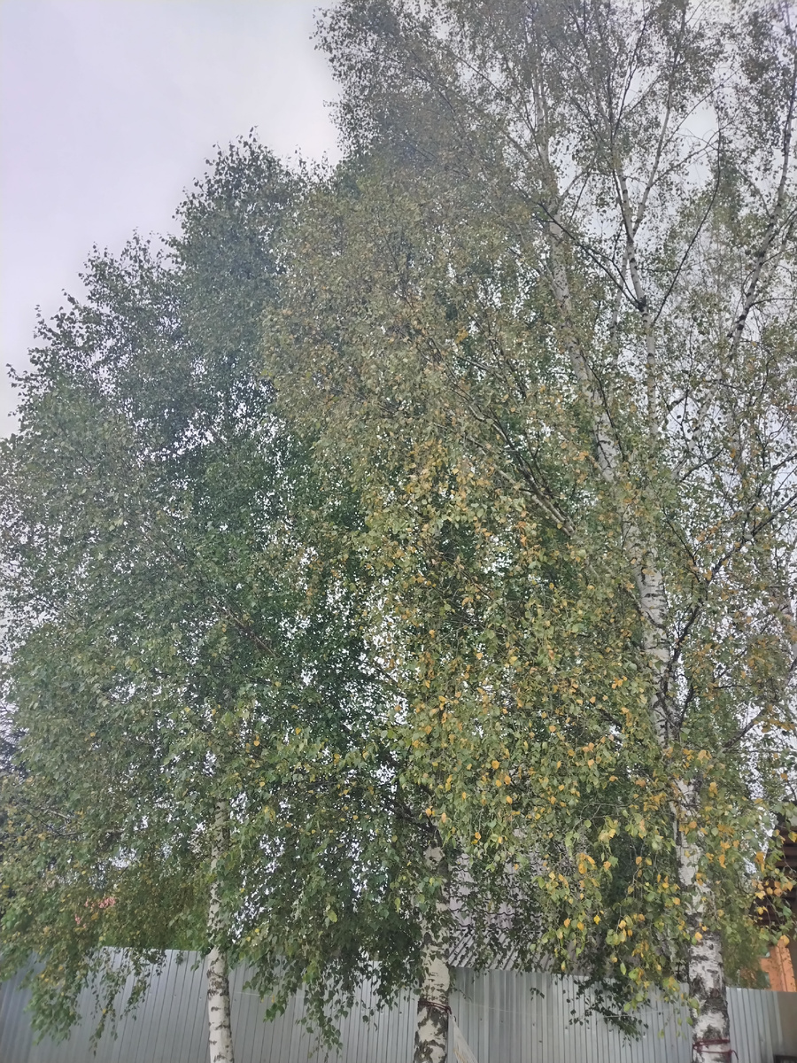 Листья на берёзах желтеют. 