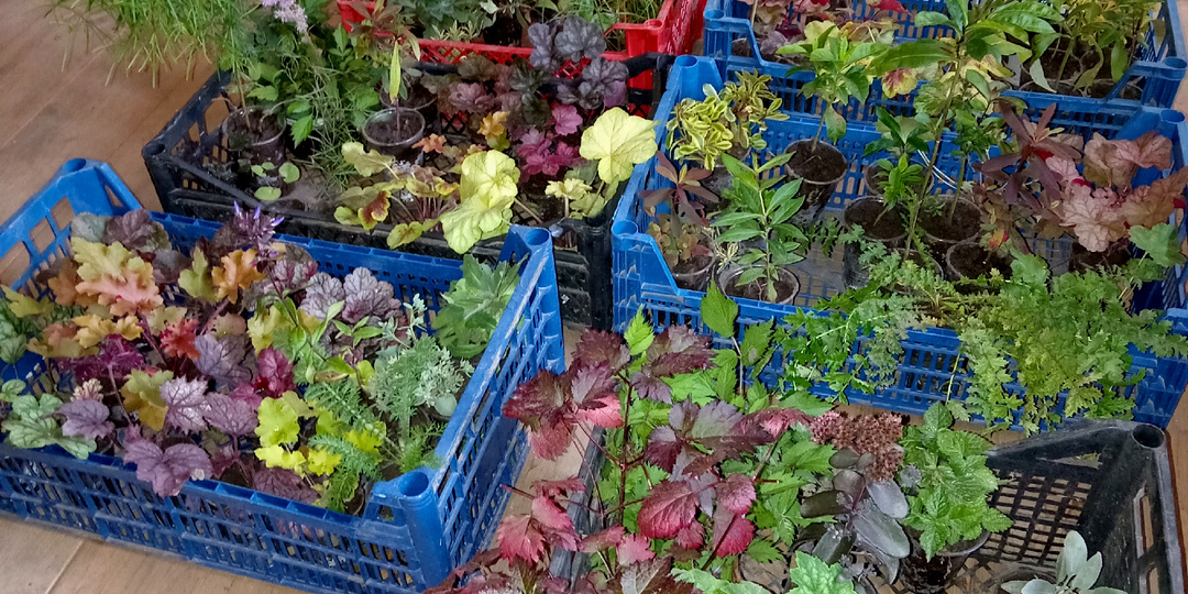 Как заработать легкие деньги на продаже растений. Один развлекательный день